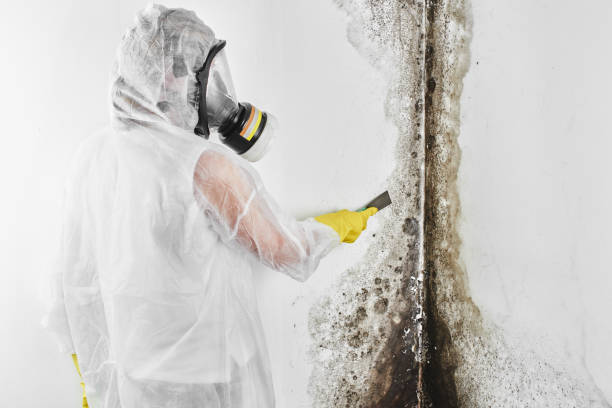 Professional Mold Removal in Orange City, IA