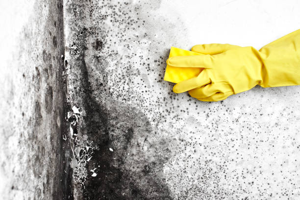 Best Fast Mold Removal  in Orange City, IA