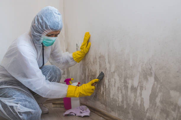 Best Residential Mold Removal  in Orange City, IA