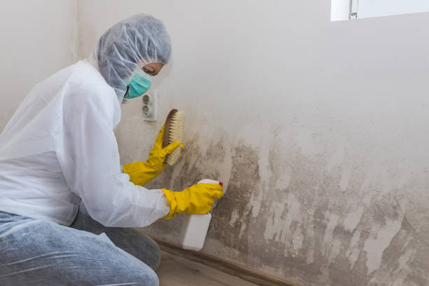 Best Professional Mold Removal  in Orange City, IA
