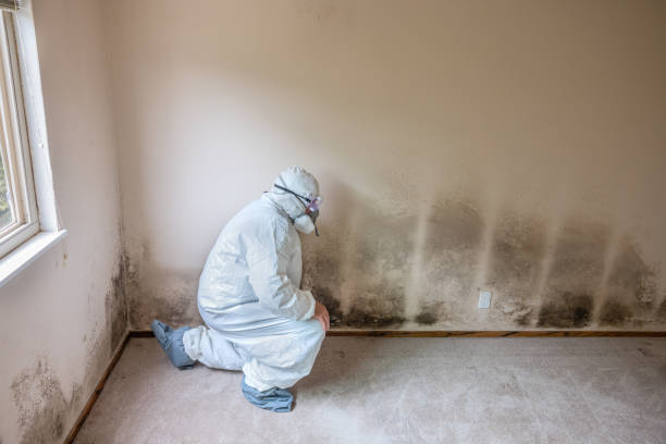 Best Toxic Mold Removal  in Orange City, IA