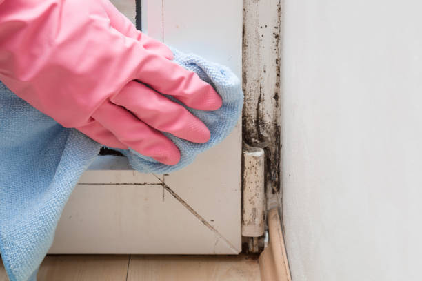 Best Home Mold Removal  in Orange City, IA