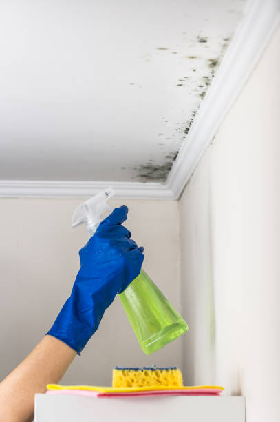 Best Home Mold Removal  in Orange City, IA